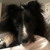 sheltie1242